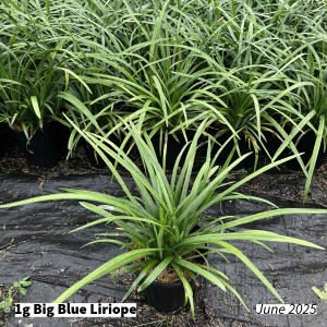 June 2025 1g Big Blue Liriope Group for Website